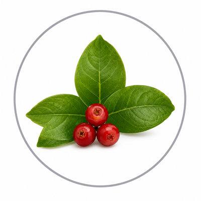 Wintergreen Oil
